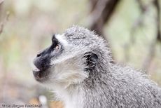 Grüne Meerkatzen (21 von 67).jpg